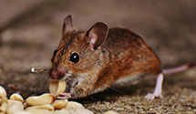 24 Hour & Emergency Exterminators in Woodlake, CA
